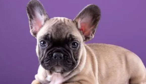 斗牛犬战斗力怎么样？