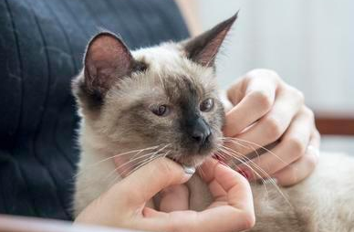 女孩为什么喜欢养猫咪呢 女孩为什么喜欢养猫咪呢