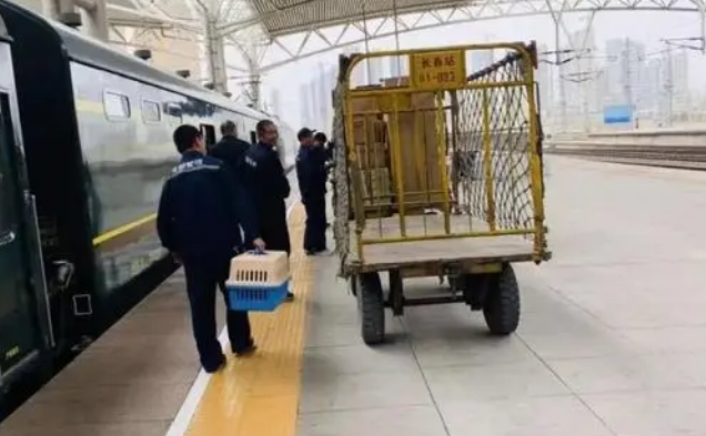 什么托运宠物比较好