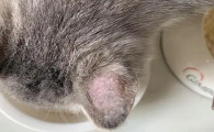 猫咪耳朵掉毛是猫癣吗?