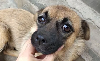 狗狗眼睛为什么会长痘痘