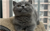英短蓝猫记仇的表现