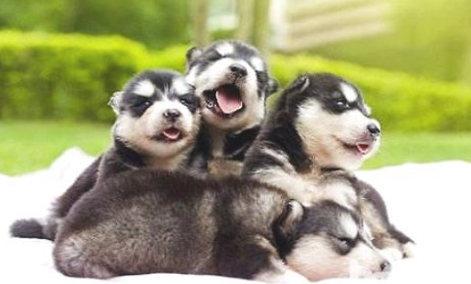 阿拉斯加犬尤其爱咬东西怎样教育？