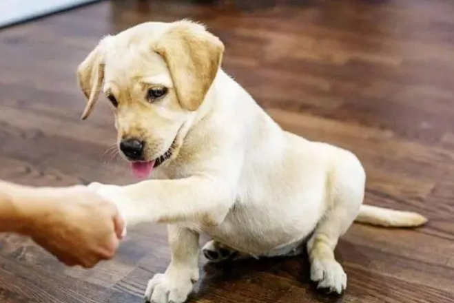 为什么狗狗会突然乱走呢