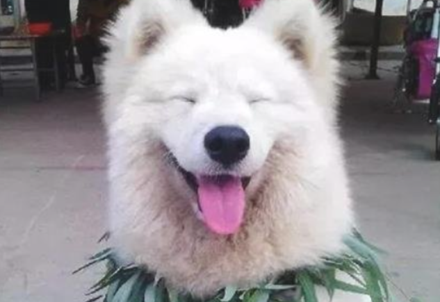 分辨狗狗胃口吃的是不是适宜的方式