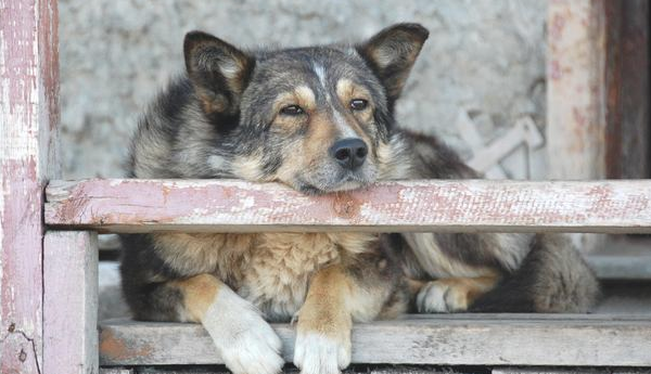 狗狗非常容易得了风湿病，有6个普遍缘故