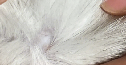 猫脖子掉毛秃了咋回事