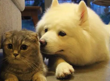 猫猫为什么没有狗狗活泼啊