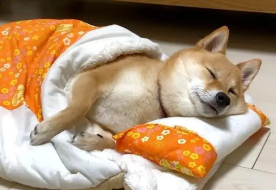 为什么狗狗总在家睡觉