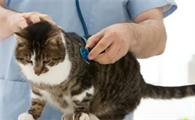 猫咪不小心误吞异物时该怎么办？