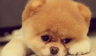 这四种狗狗，不但心胸狭窄，独占欲还非常强