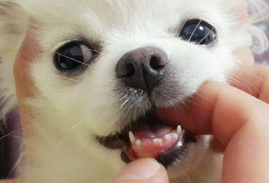 幼犬出生多久长出牙齿