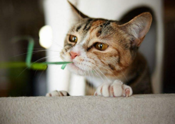 吃素的猫能活多久，来这看看