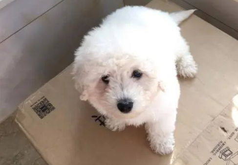 比熊三个月一般如何喂养