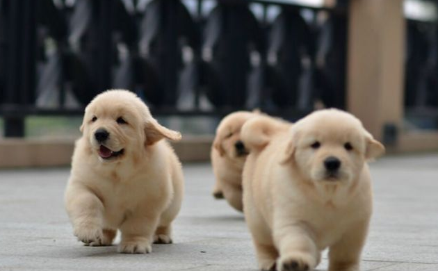 成都哪里有犬舍