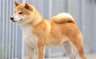 柴犬为什么会喜欢攻击狗狗