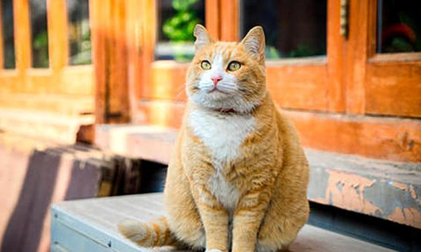 穷人养猫法怎么养猫?想养的看过来 穷人养猫法怎么养猫?想养的看过来
