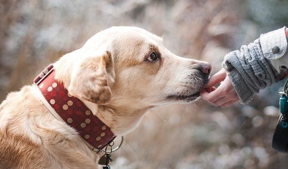 狗狗罹患鼻炎的的三大原因、症状和注意事项 狗狗罹患鼻炎的的三大原因、症状和注意事项