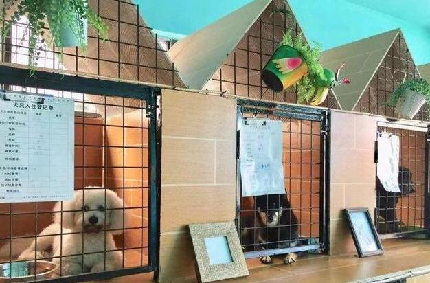重庆宠物寄养多少钱一天