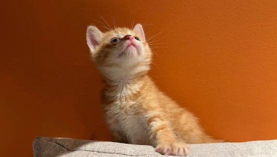 橘猫幼猫可以吃什么食物 橘猫幼猫可以吃什么食物