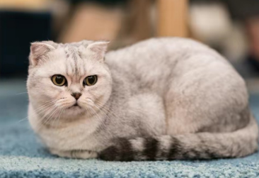 猫咪换新环境拉稀会持续几天