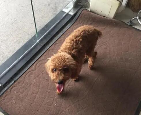 泰迪犬腿被咬伤，这几点要注意了