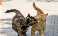 春季养猫注意事项!