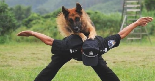 养狗就需要养德国牧羊犬那样的?为何要养德牧? 养狗就需要养德国牧羊犬那样的?为何要养德牧?