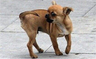 狗狗拉臭臭为什么转圈