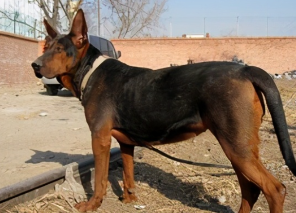 7种众所周知的“中华田园犬”,你最喜欢的是哪一种? 7种众所周知的“中华田园犬”,你最喜欢的是哪一种?