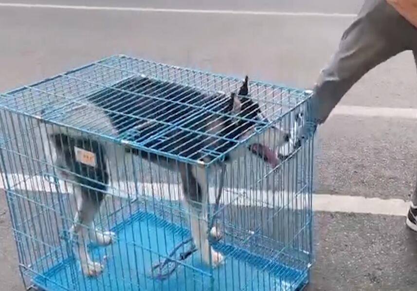 宠物狗狗怎么托运回家 宠物狗狗怎么托运回家