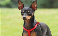 “战斗能力”最強的几类小型犬，非常容易咬人