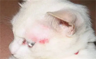 猫咪为什么会有猫癣呢怎么办