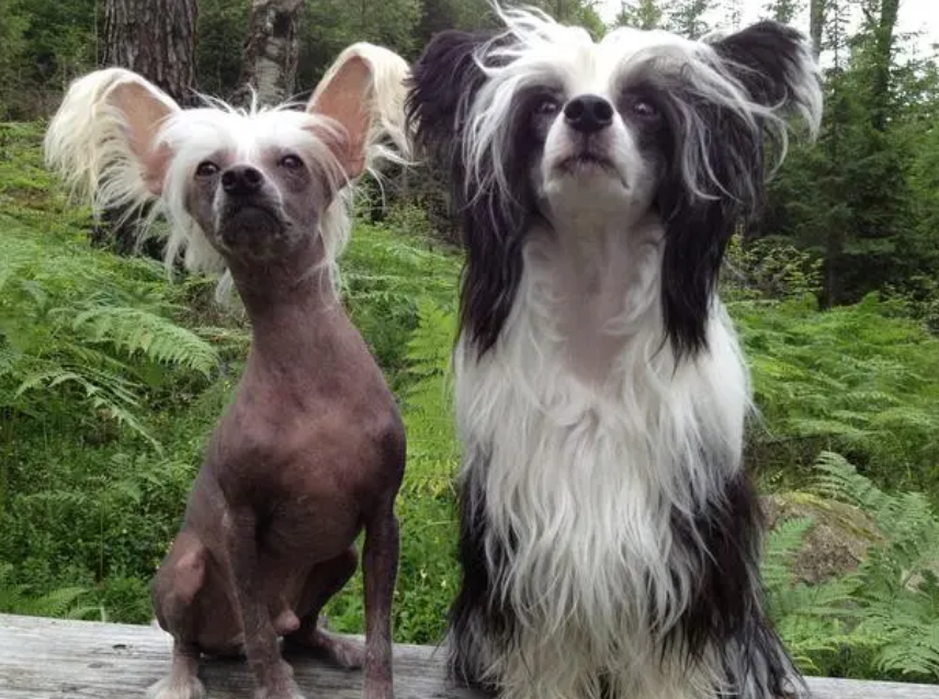 冠毛犬图片多少钱