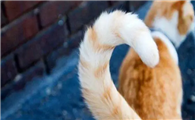 猫咪的尾巴为什么盘着不动