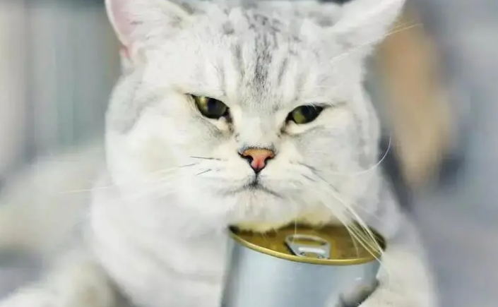 猫厌食是为什么