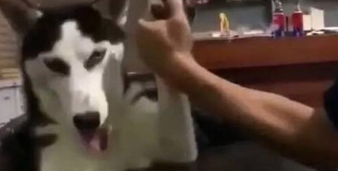 哈士奇与主人掰手腕,全程表情高能,最后依靠搞笑赢到了肉骨头 哈士奇与主人掰手腕,全程表情高能,最后依靠搞笑赢到了肉骨头