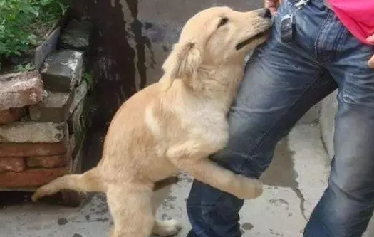 狗狗为什么不让抱起来 狗狗为什么不让抱起来