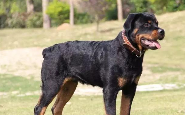 一种最会看家的汪星人常有什么？比特犬六亲不认，最终养不起