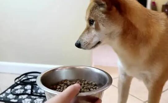 如何自制狗粮 柴犬吃 如何自制狗粮 柴犬吃