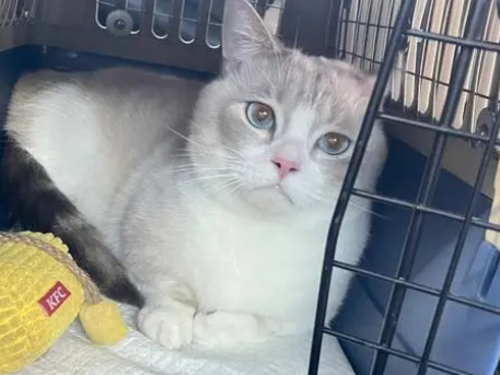 宠物猫托运大概多少钱