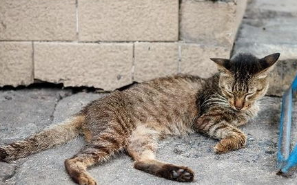 猫咪急性肾功能衰竭如何治疗?猫咪肾功能衰竭应对措施! 猫咪急性肾功能衰竭如何治疗?猫咪肾功能衰竭应对措施!