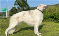 苏俄猎狼犬多少钱一只