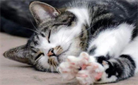 猫咪应激反应第二天死了