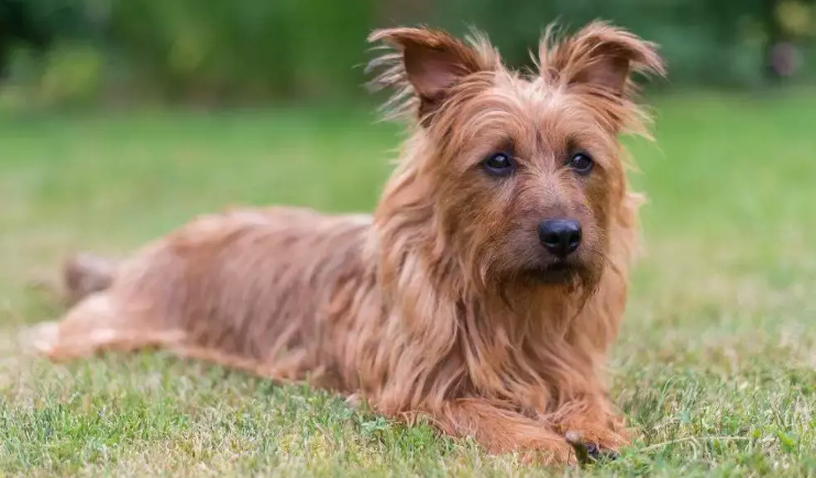 澳洲梗犬小时候什么样子