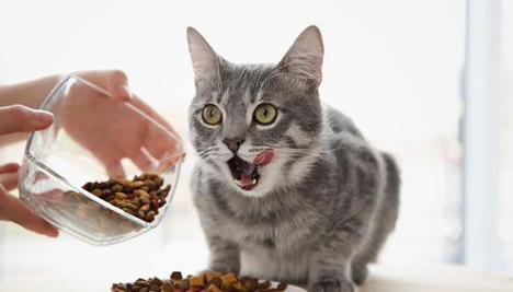 如何让猫咪学会握手?这6项技巧你需要掌握! 如何让猫咪学会握手?这6项技巧你需要掌握!