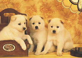 公犬和母犬哪只更强?初学者如何选,让我要告诉你 公犬和母犬哪只更强?初学者如何选,让我要告诉你