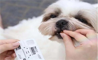 狗狗几个月开始驱虫?狗狗驱虫多久一次?