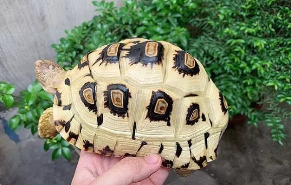 豹纹陆龟多大可以繁殖?好养不? 豹纹陆龟多大可以繁殖?好养不?