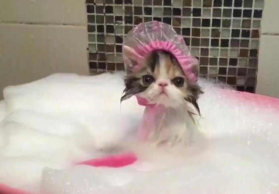 宠物猫洗澡用什么洗